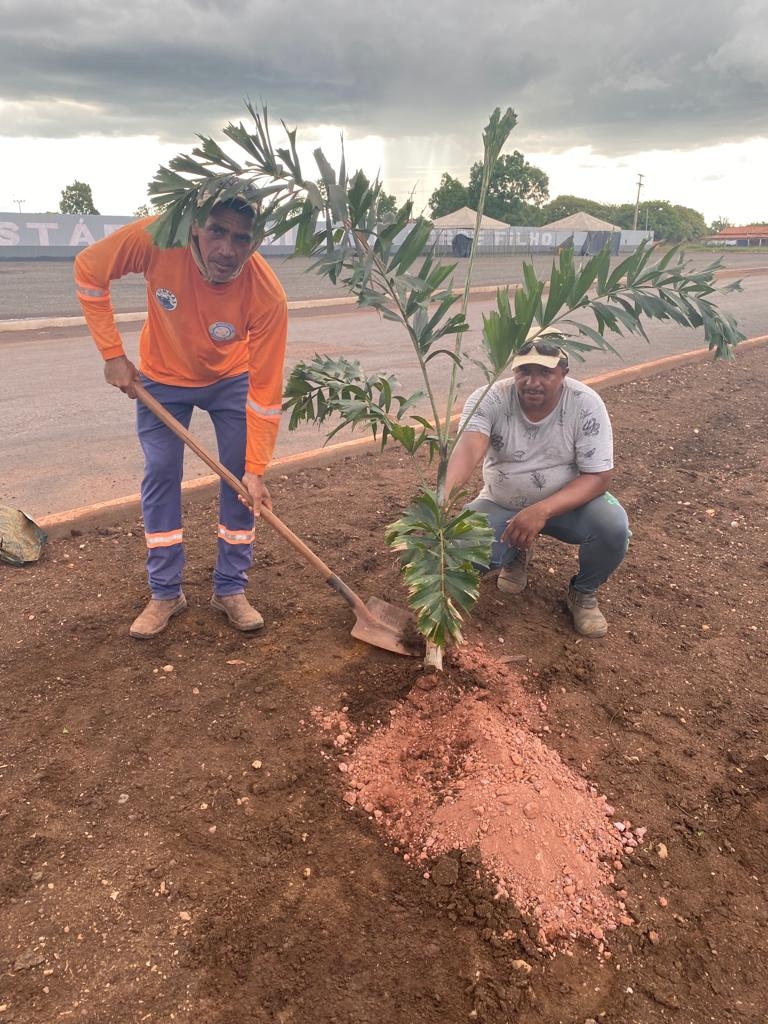 Prefeitura de Angico investe em plantio de palmeiras e pavimentação asfáltica, moradores comemoram as melhorias por toda a cidade